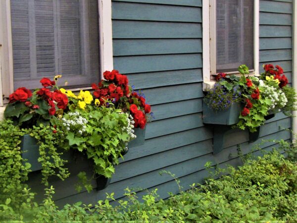 Blooms in Charlottetown