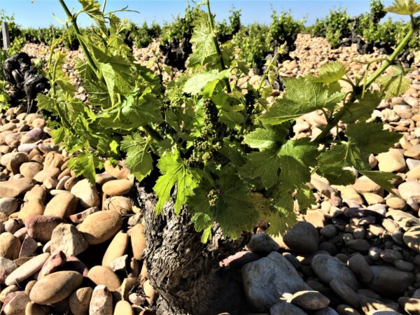 Unique vineyards, Avignon