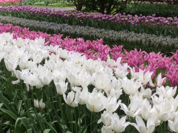 Keukenhof Tulips