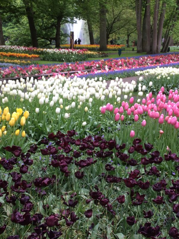 Keukenhof Tulips