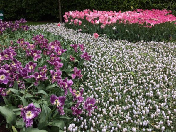 Keukenhof Tulips