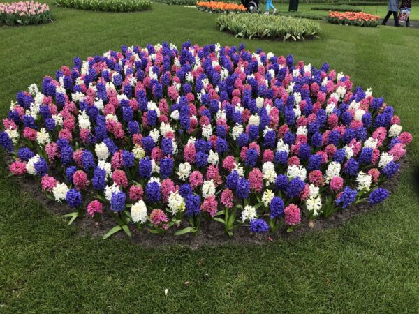 Keukenhof Tulips