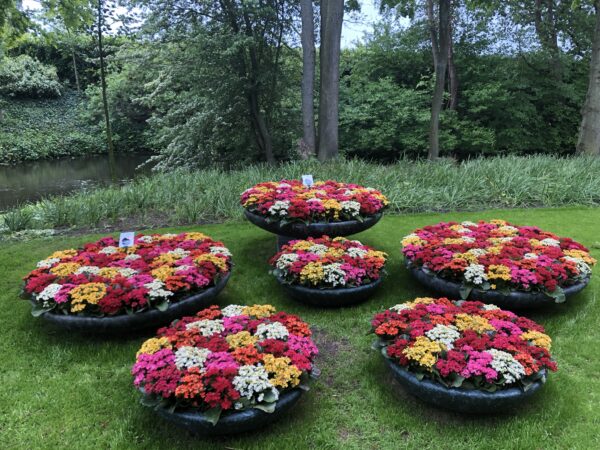 Keukenhof Tulips