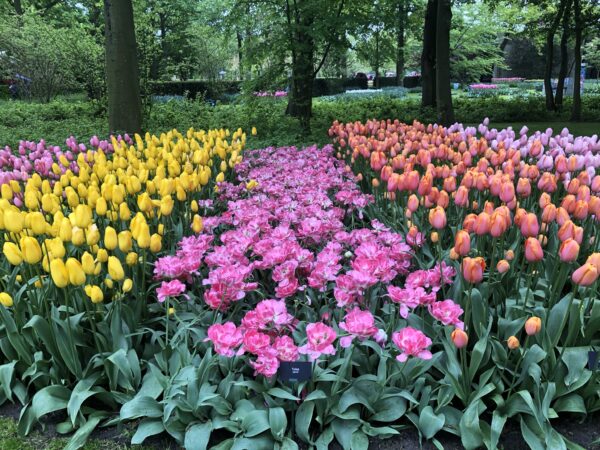 Keukenhof Tulips