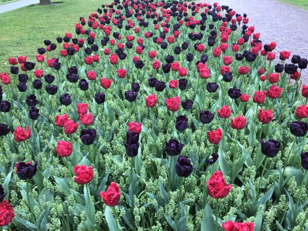 Keukenhof Tulips