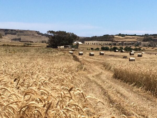 Wheat field, Kercem