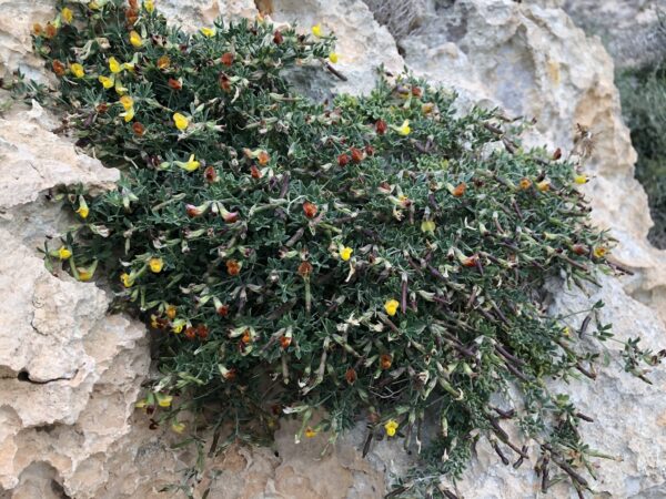 Spring blooms, Kercem