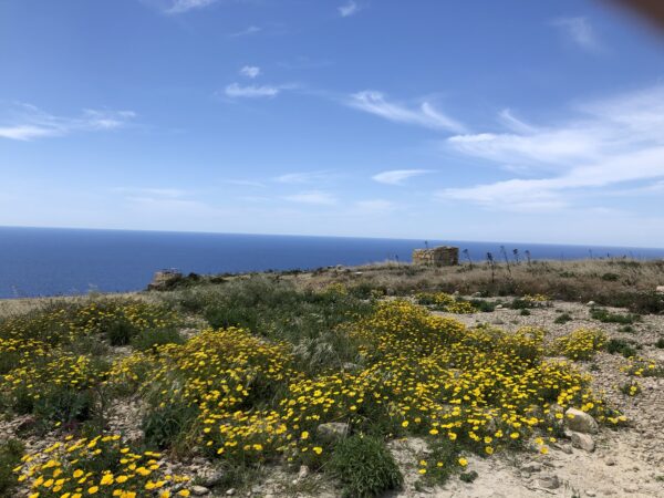 Spring blooms, San Pawl