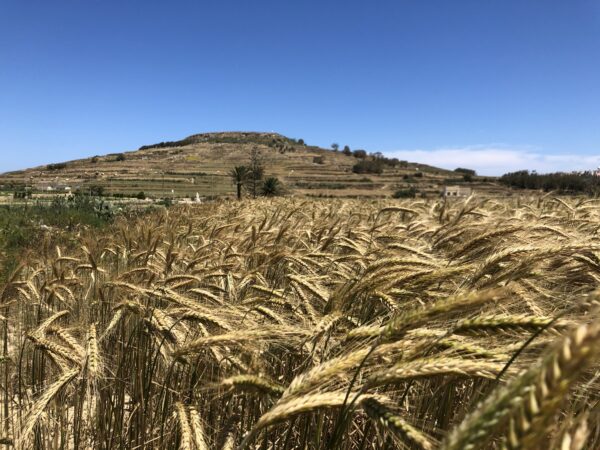 Wheat field, Kercem