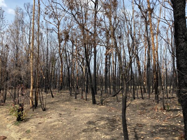 Post bushfire Mollymook