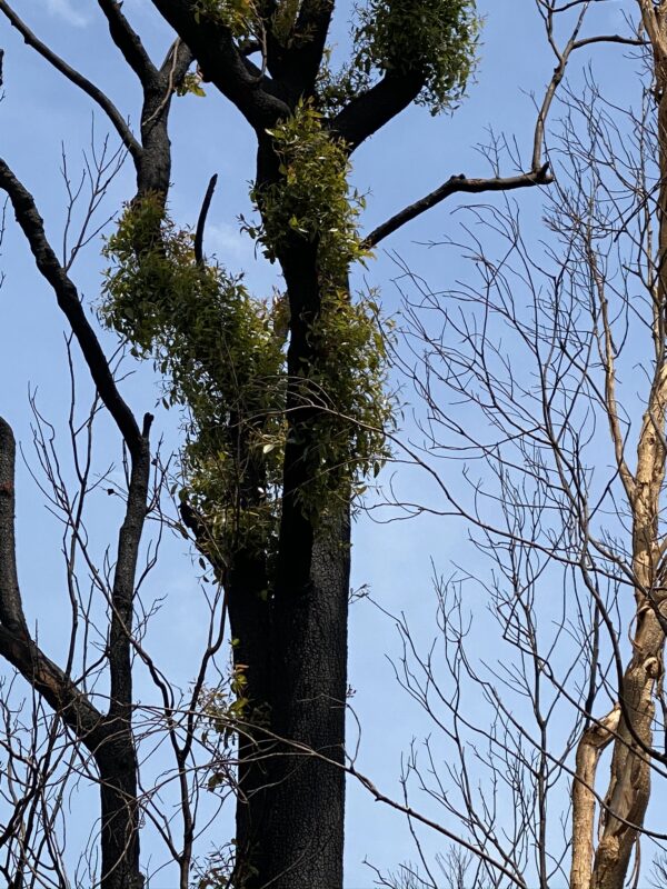 Post bushfire regeneration