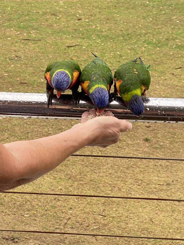 Nanna bird feeding: Mollymook