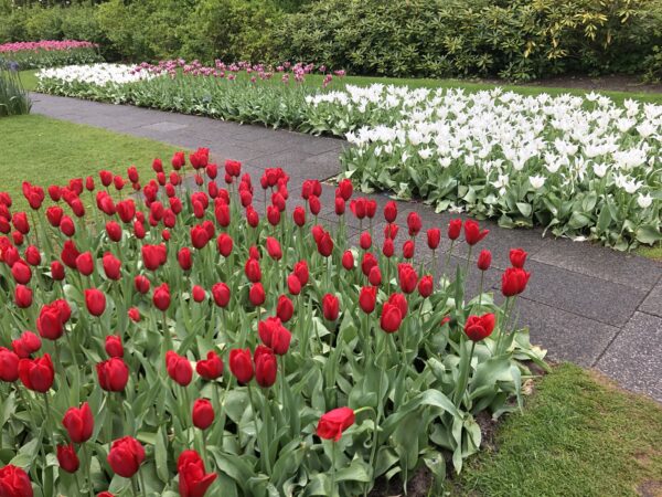 Keukenhof Gardens