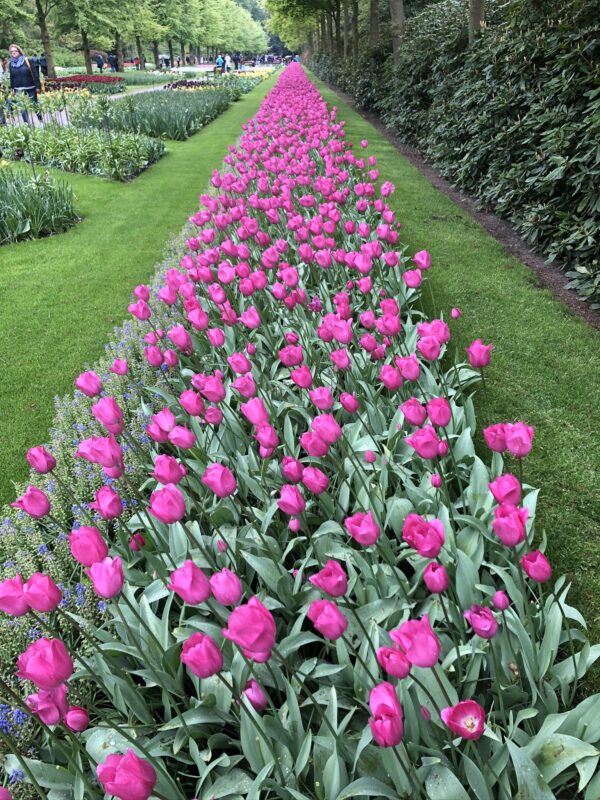 Keukenhof Gardens