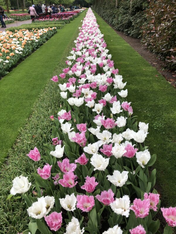 Keukenhof Gardens