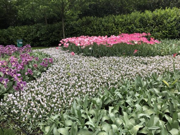 Keukenhof Gardens