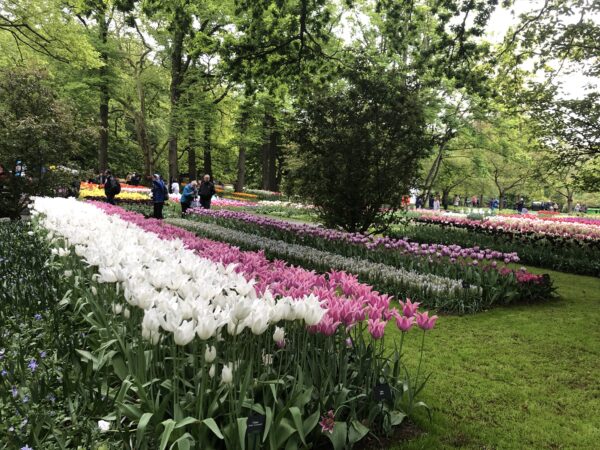 Keukenhof Gardens