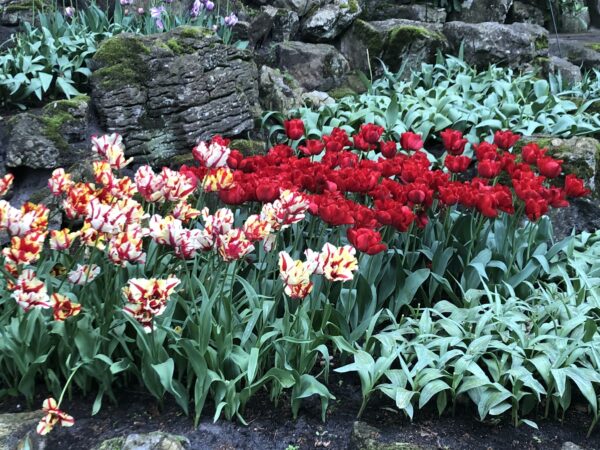 Keukenhof Gardens