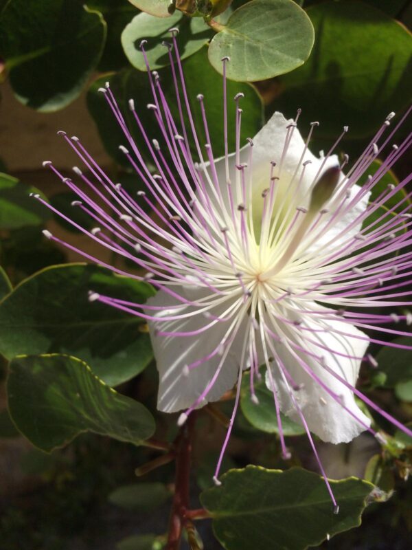 Flowering caper