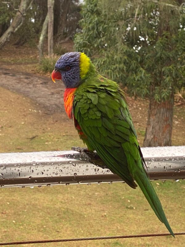 Nanna bird feeding: Mollymook