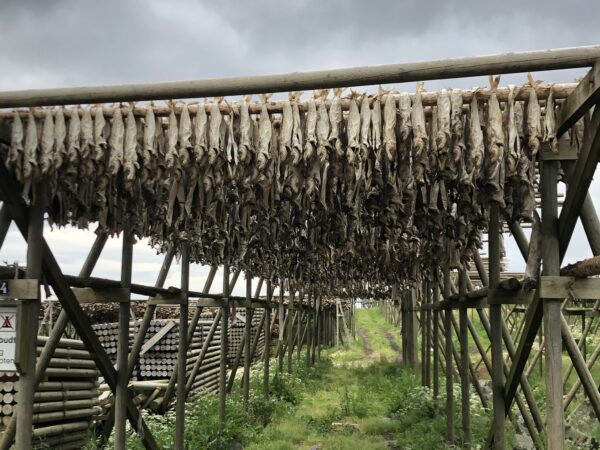 Cod drying, Lofoten