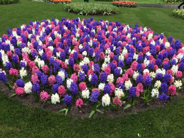 Keukenhof Gardens