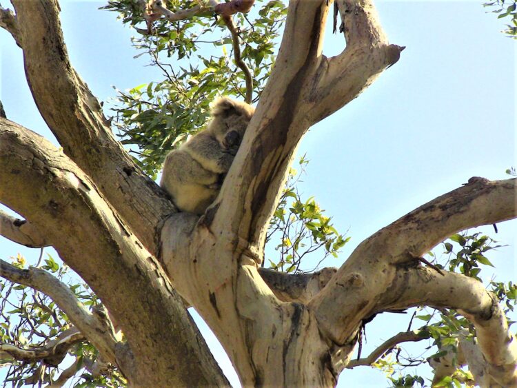 Koalas in the Wild @ Kenneth River