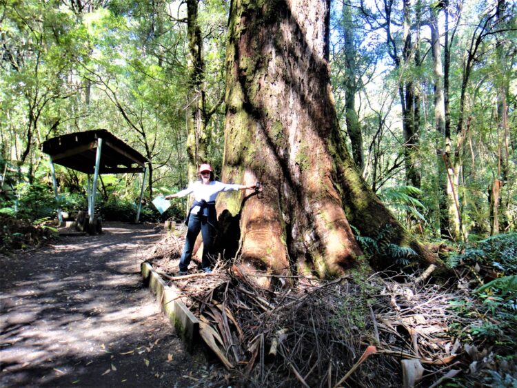 Otway National Park, GOR