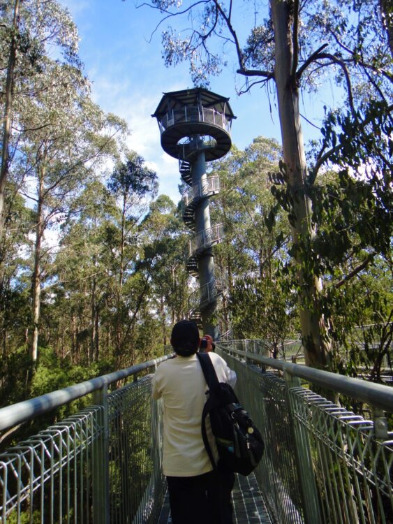 Otway Fly Tree Top, GOR