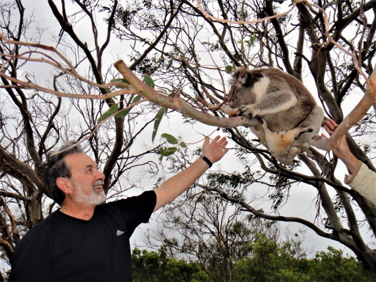 Wild Koalas @ Kenneth River