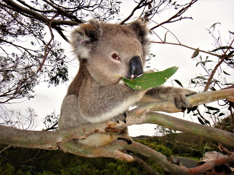 Koala in the Wild @ Kenneth River