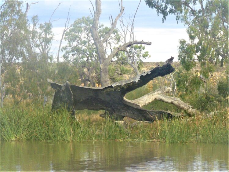 Riverbank: Murray River