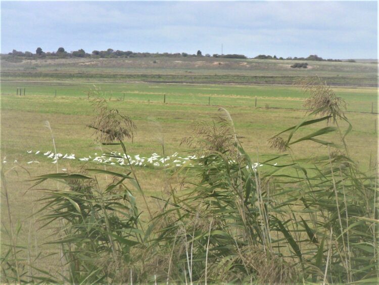 View from Murray River