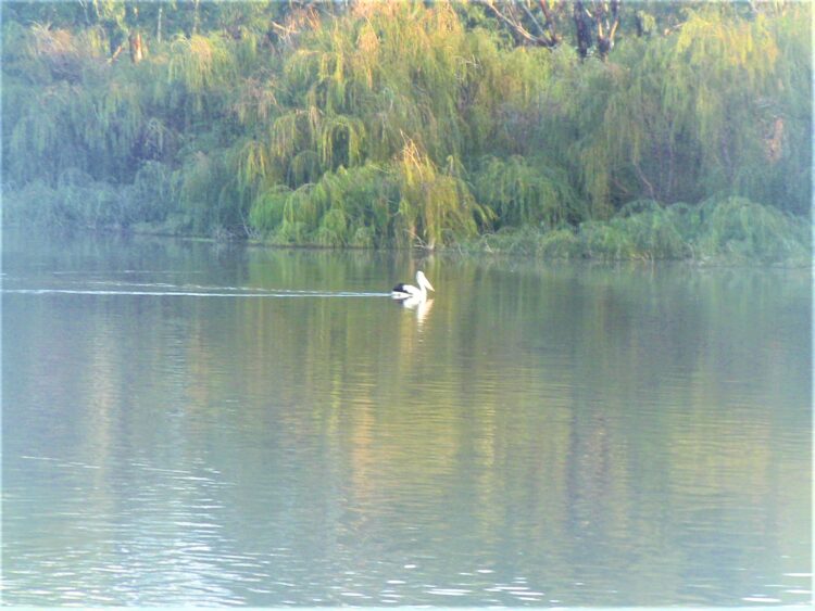 Gliding Pelican: Murray River