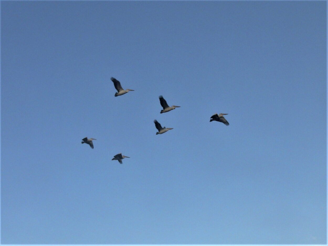 Pelican formation: Murray River