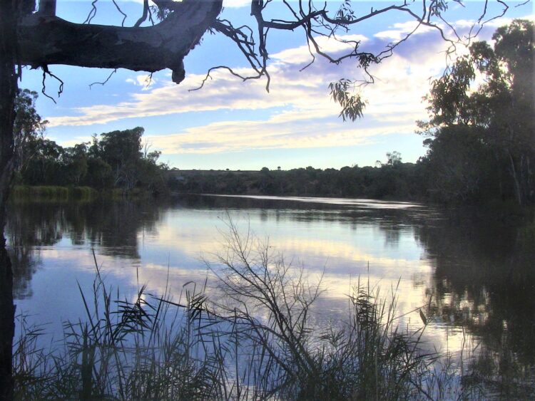 Late afternoon: Murray River