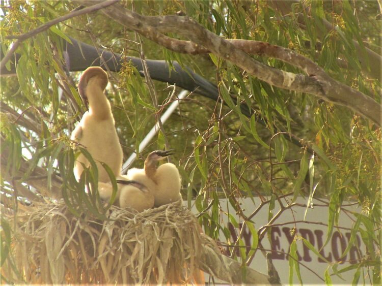 Murray River birdlife