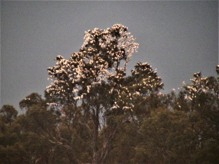 White cockatoos roosting: Murray River