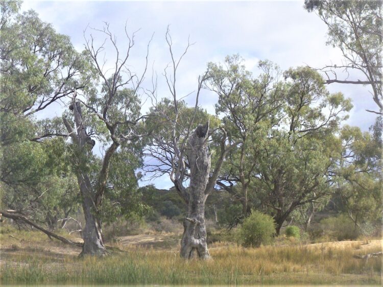 Houseboat view: Murray Riverbank