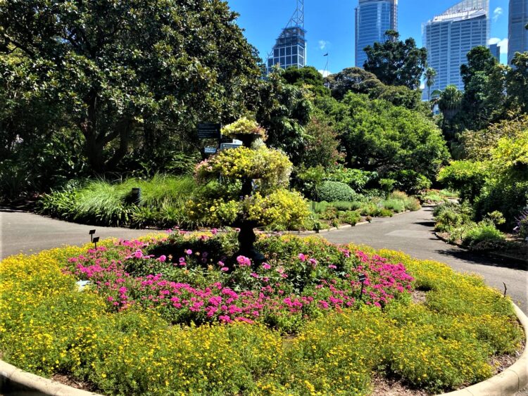 Sydney Botanical Gardens