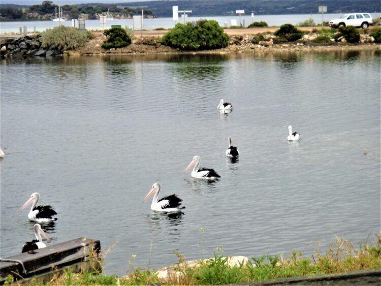 American River, Kangaroo Island