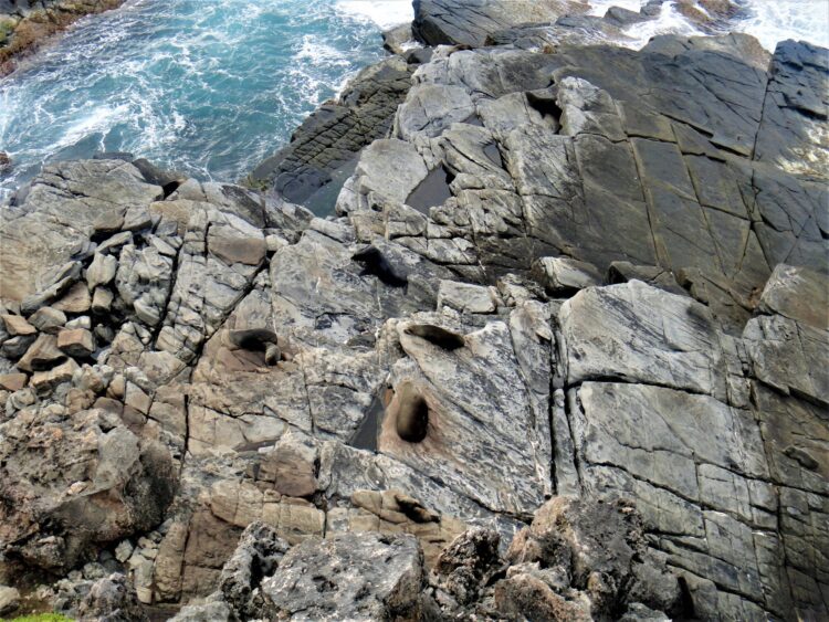 Seal colony, Kangaroo Island