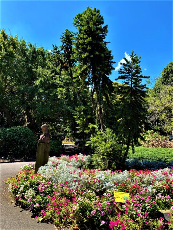 The Wollemi Pine @ Sydney Botanical Gardens