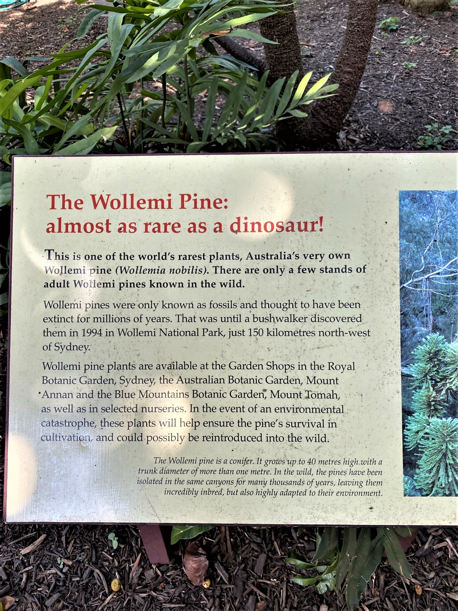 The Wollemi Pine